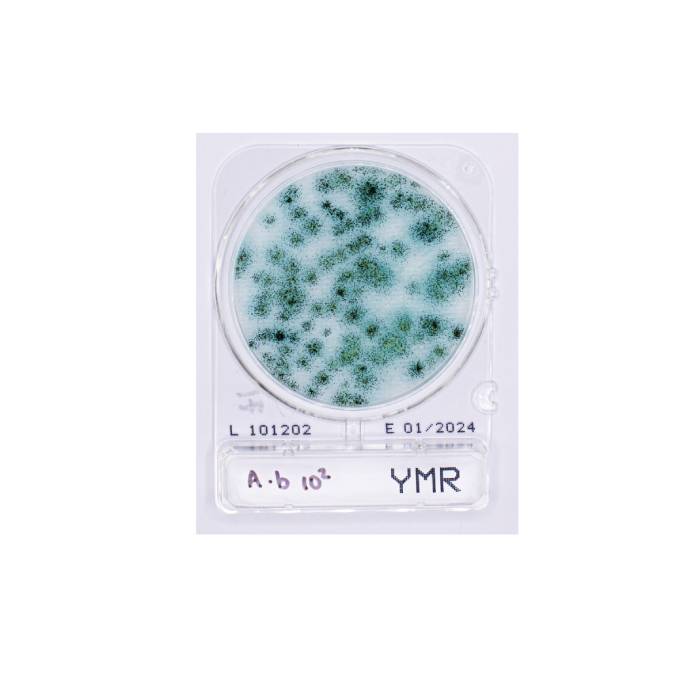 COMPAC DRY (YM) HONGOS Y LEVADURAS (4 UNDS PAQ)